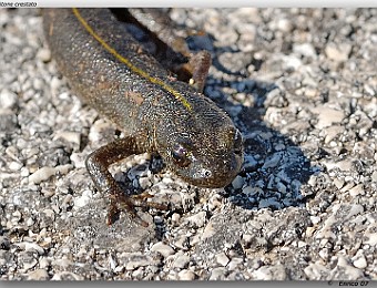 Animali 058